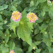 ヒメ日記 2025/06/27 18:08 投稿 小島　あやの ギン妻パラダイス 谷九店