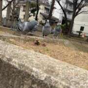 ヒメ日記 2026/01/29 10:20 投稿 小島　あやの ギン妻パラダイス 谷九店