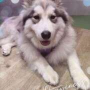 ヒメ日記 2025/07/04 19:00 投稿 みり 池袋あられ