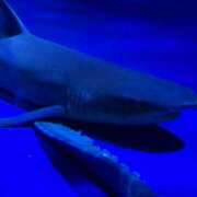 ヒメ日記 2025/03/21 01:25 投稿 えりな セレブクエスト-omiya-