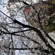 ヒメ日記 2025/03/30 19:49 投稿 める みつばちマーヤZ