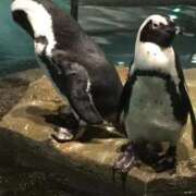 ヒメ日記 2026/04/08 21:43 投稿 由衣(ゆい) 堺・南大阪泡洗体ハイブリッドエステ