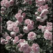 ヒメ日記 2025/06/25 16:48 投稿 あいみ 素敵な女の子は好きですか？