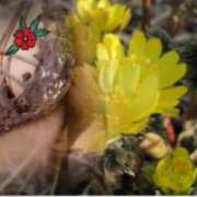 ヒメ日記 2025/05/21 21:52 投稿 工藤あや こあくまな熟女たち姫路店（KOAKUMAグループ）