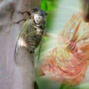 ヒメ日記 2025/07/07 12:00 投稿 工藤あや こあくまな熟女たち姫路店（KOAKUMAグループ）