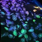 ヒメ日記 2025/03/20 16:23 投稿 てぃー 池袋あられ