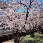 ヒメ日記 2025/04/05 10:32 投稿 佐保(さほ) PLUS十三店