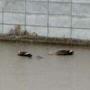 ヒメ日記 2025/06/09 19:08 投稿 佐保(さほ) PLUS十三店