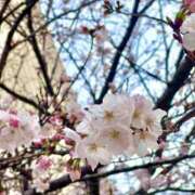 ヒメ日記 2025/04/07 09:18 投稿 よかぜ奥様 金沢の20代30代40代50代が集う人妻倶楽部