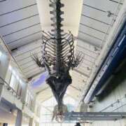 ヒメ日記 2024/12/25 00:32 投稿 かのこ 素人妻御奉仕倶楽部Hip's松戸店