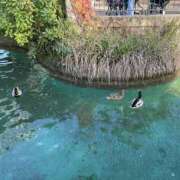 ヒメ日記 2025/01/20 10:17 投稿 かのこ 素人妻御奉仕倶楽部Hip's松戸店