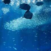 ヒメ日記 2025/03/18 09:38 投稿 かのこ 素人妻御奉仕倶楽部Hip's松戸店