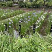 ヒメ日記 2025/06/10 14:41 投稿 かのこ 素人妻御奉仕倶楽部Hip's松戸店