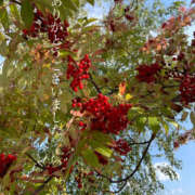 ヒメ日記 2025/10/21 23:49 投稿 かのこ 素人妻御奉仕倶楽部Hip's松戸店