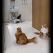 ヒメ日記 2025/12/26 23:39 投稿 かのこ 素人妻御奉仕倶楽部Hip's松戸店