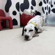 ヒメ日記 2026/02/22 14:39 投稿 かのこ 素人妻御奉仕倶楽部Hip's松戸店