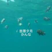 かんな 南の島の癒し 夕月