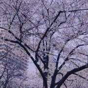 ヒメ日記 2025/04/05 11:29 投稿 みさき ぽっちゃりデリヘル倶楽部