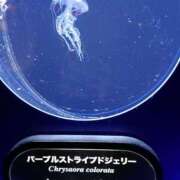 ヒメ日記 2025/05/31 00:09 投稿 みさき ぽっちゃりデリヘル倶楽部