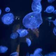 かりな コロナになりました😭 手こき＆オナクラ 大阪はまちゃん