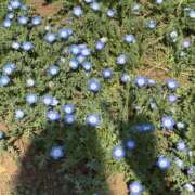 ヒメ日記 2025/04/29 05:44 投稿 そら 美熟女倶楽部Hip's 春日部店