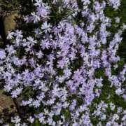 ヒメ日記 2025/05/02 17:24 投稿 そら 美熟女倶楽部Hip's 春日部店