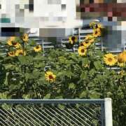 ヒメ日記 2025/11/08 07:42 投稿 そら 美熟女倶楽部Hip's 春日部店