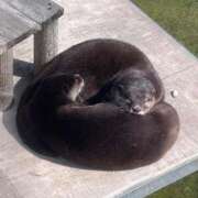 ヒメ日記 2025/05/14 19:15 投稿 チアキ バニーコレクション新潟店