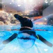 いお ファンサ🐧 池袋あられ