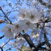 ヒメ日記 2025/03/31 10:02 投稿 紗那(サナ) グランドオペラ名古屋