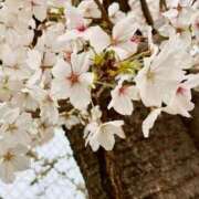 ヒメ日記 2025/04/02 20:22 投稿 すずか♡超清純派極嬢 ラヴァーズ