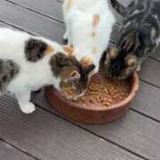 ヒメ日記 2025/03/02 13:24 投稿 神白さくら ヌルテカ