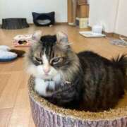 ヒメ日記 2025/07/03 12:22 投稿 くま マリン千葉店