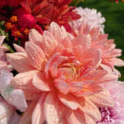 ヒメ日記 2025/03/21 14:06 投稿 きよか モアグループ熊谷人妻花壇