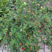 ヒメ日記 2025/07/24 17:22 投稿 田村（たむら） 熟女の風俗最終章 名古屋店