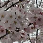 ヒメ日記 2025/04/11 12:28 投稿 しの 40分7600円 回春性感メンズエステ猫の手 岐阜／岐南