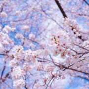 ヒメ日記 2025/04/01 12:07 投稿 むつみ 熟女の風俗最終章 八王子店