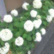 ヒメ日記 2025/06/13 12:23 投稿 むつみ 熟女の風俗最終章 八王子店