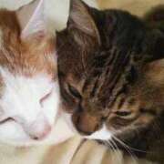 ヒメ日記 2025/08/25 00:33 投稿 むつみ 熟女の風俗最終章 八王子店