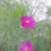 ヒメ日記 2025/11/03 14:59 投稿 むつみ 熟女の風俗最終章 八王子店