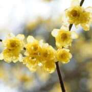 ヒメ日記 2025/12/13 19:45 投稿 むつみ 熟女の風俗最終章 八王子店