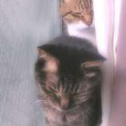 ヒメ日記 2025/05/02 15:46 投稿 むつみ 熟女の風俗最終章 所沢店