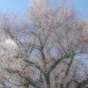 ヒメ日記 2025/04/06 12:23 投稿 むつみ 熟女の風俗最終章 立川店