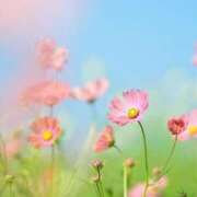 ヒメ日記 2025/05/20 17:43 投稿 むつみ 熟女の風俗最終章 立川店