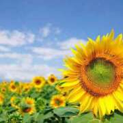 ヒメ日記 2025/06/23 13:23 投稿 むつみ 熟女の風俗最終章 立川店