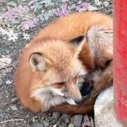 ヒメ日記 2025/11/12 14:15 投稿 しろは サンキュー仙台店