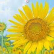 ヒメ日記 2025/08/31 23:11 投稿 えみり Limited SPA(リミテッドスパ)