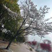 ヒメ日記 2026/03/31 15:32 投稿 ゆりな スピード梅田店