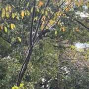 ヒメ日記 2025/10/24 11:10 投稿 百桃(もも) グランドオペラ横浜