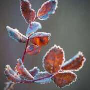 ヒメ日記 2024/12/20 09:56 投稿 なぎ 吉野ケ里人妻デリヘル 「デリ夫人」